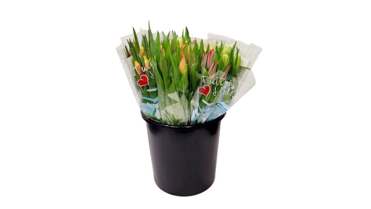 Buket tulipana 7 kom